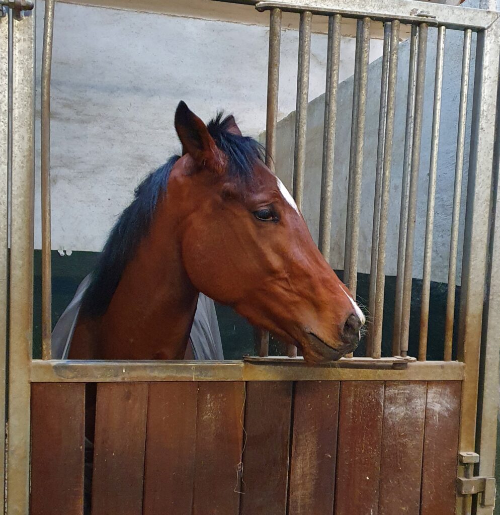 DEBUT FÜR GREWE IN CAGNES