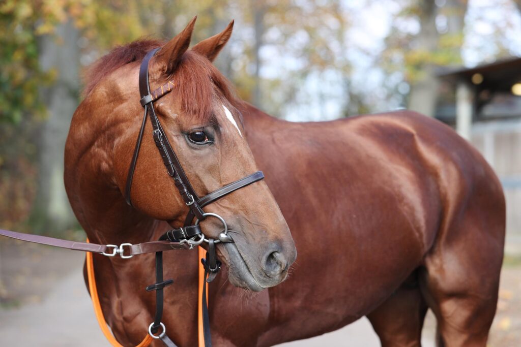 „Sir“ gegen Neun in Cagnes Knaller