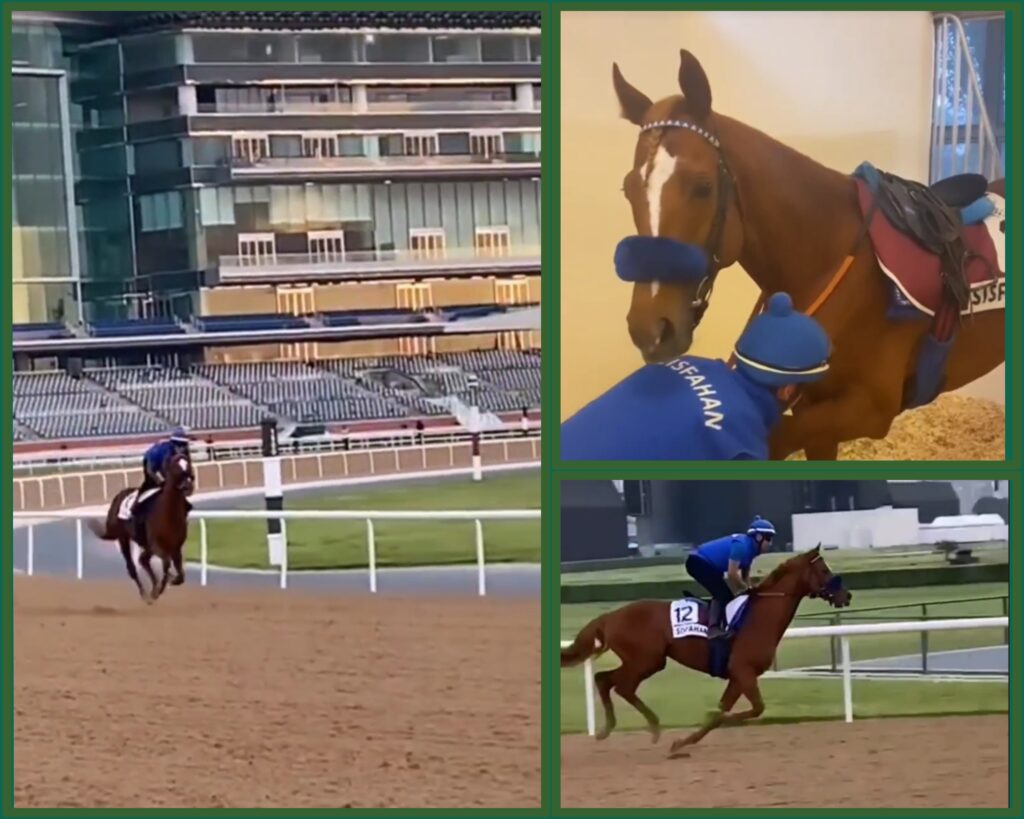 Dubai Report (9)