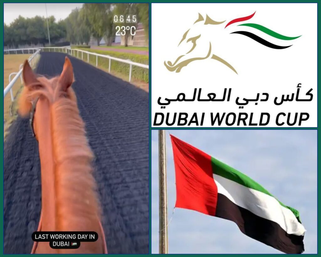 DUBAI REPORT (20)