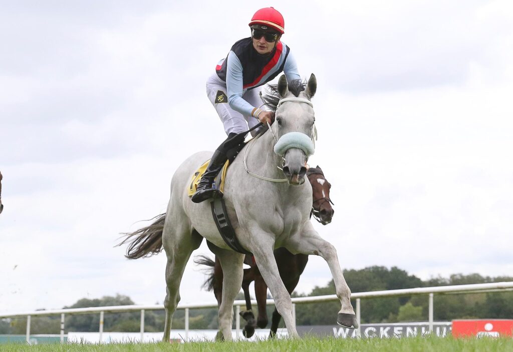 THREE HAVANAS IN CHANTILLY