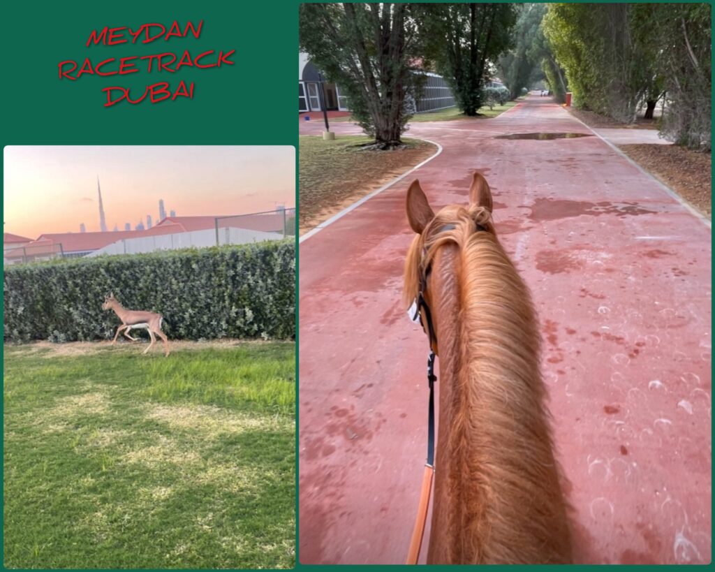 MORGENS IN MEyDAN