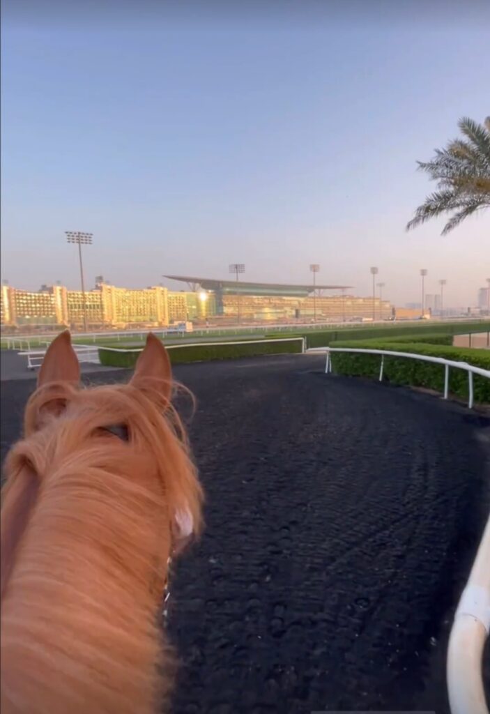 MEYDAN FEST IM BLICK