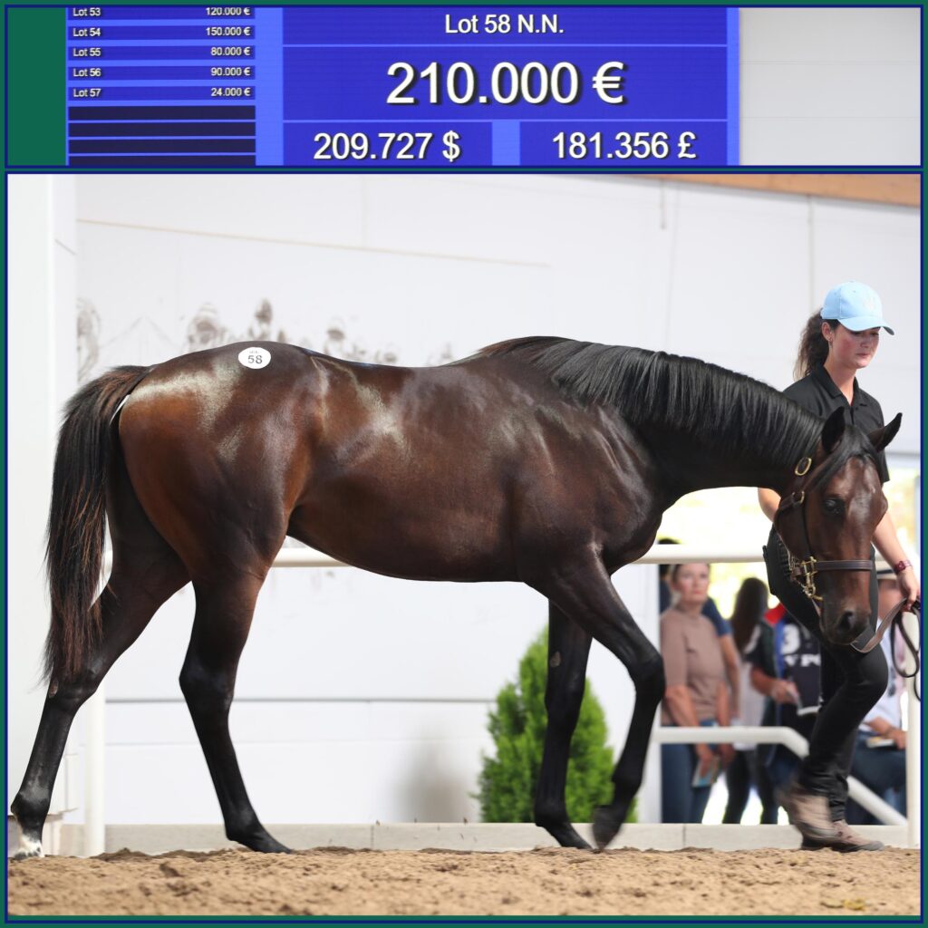 „FRANKEL“ DEBUTANT