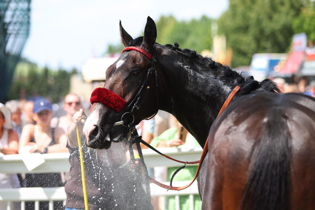 STARTER IN CHANTILLY
