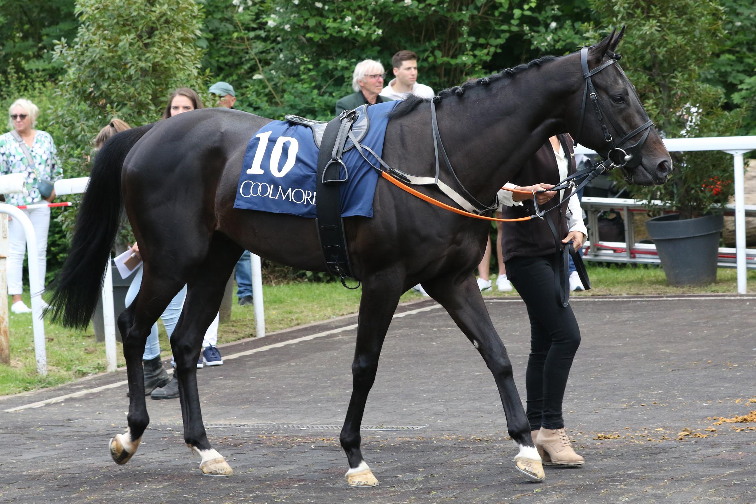 WIKINGER STARKER DRITTER