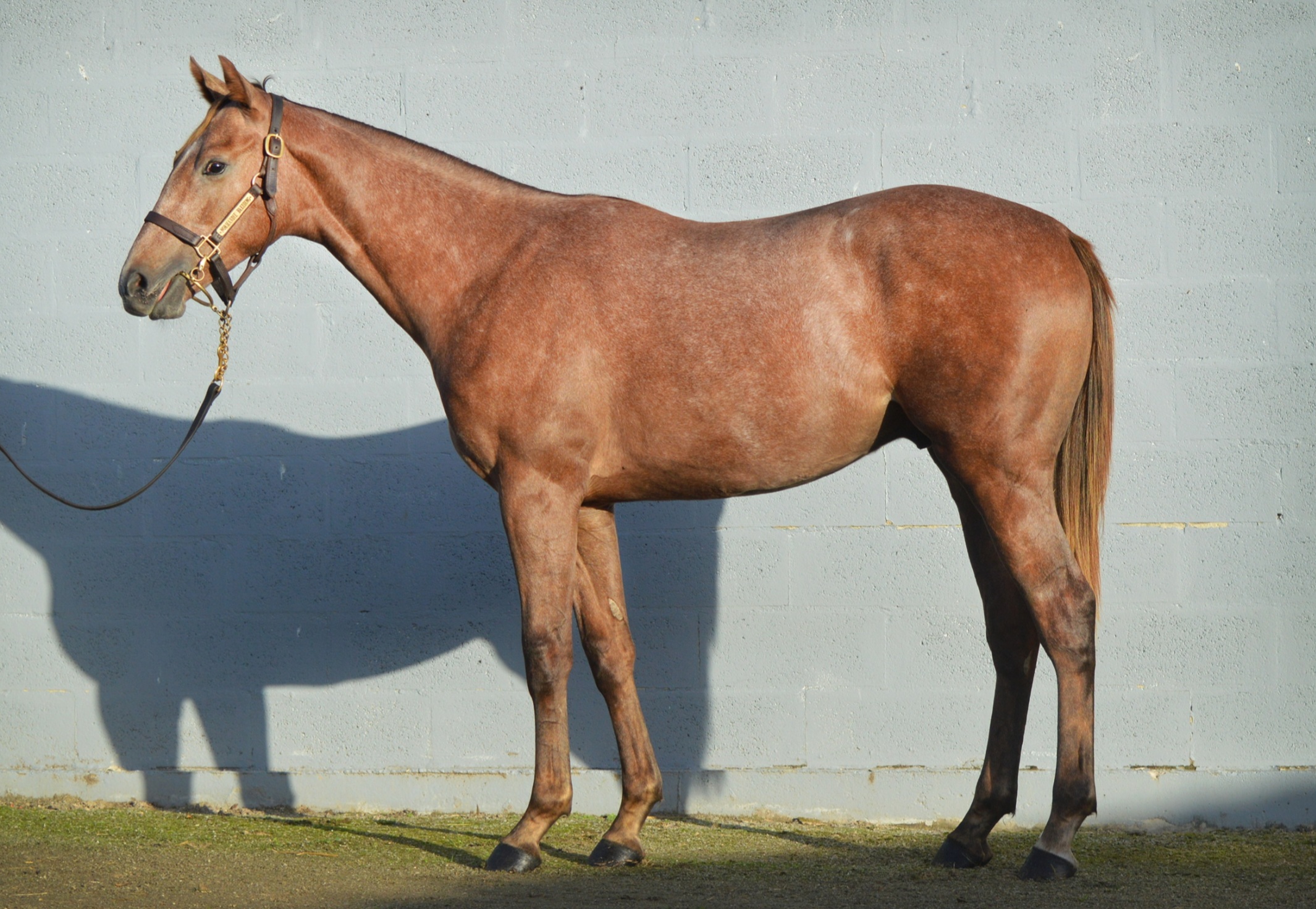 DEBUTANT IM ELSASS